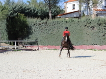 venta de caballo pre alazan