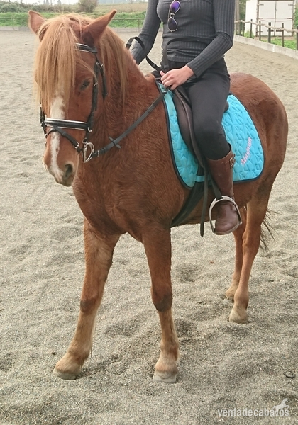 Pony de 9 años in 