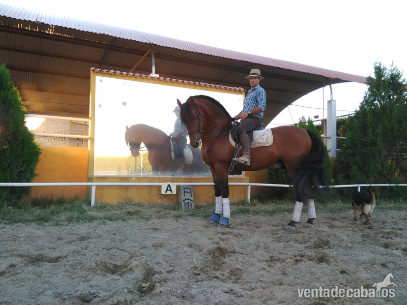 PRE, MONTADO Y ENGANCHADO.  in 