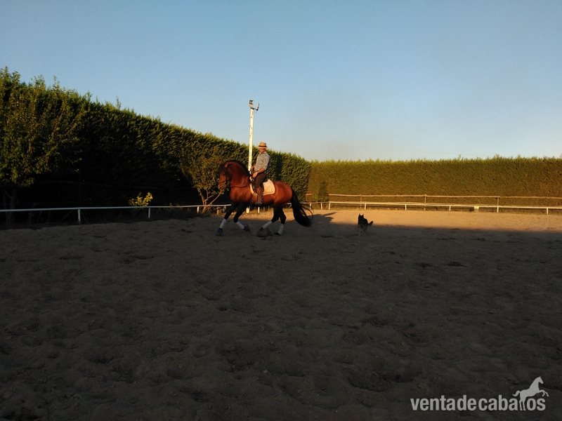 Caballos Pura Raza Española (P.R.E.) PRE  - PRE, MONTADO Y ENGANCHADO. 