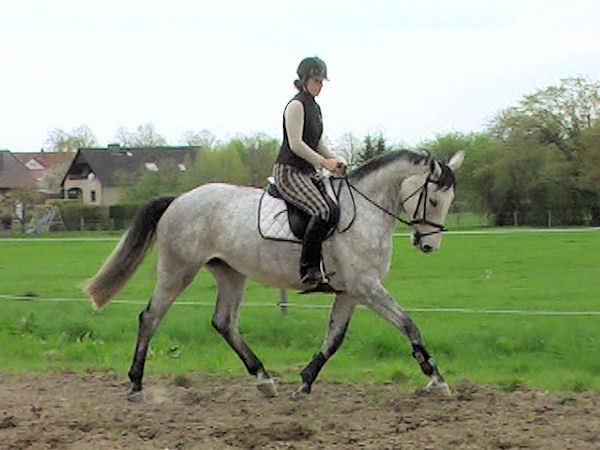 Hanoveriano caballo para la venta in 