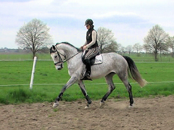 Hanoveriano caballo para la venta