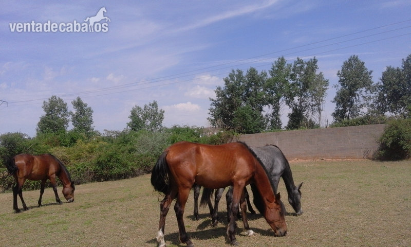 Hispano-Arabe