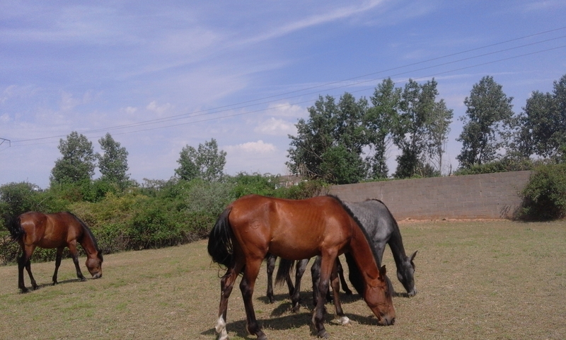 Hispano-Arabe