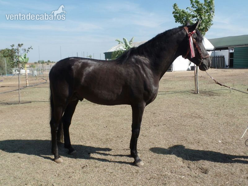  GRAN CABALLO JOVEN in 