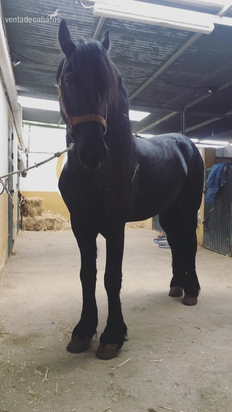 VENDO CABALLO FRISÓN in 