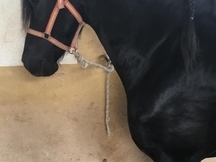VENDO CABALLO FRISÓN