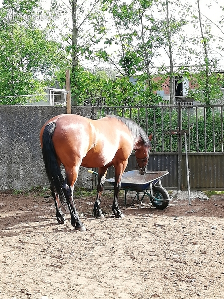 Cruce de arabe con PRE