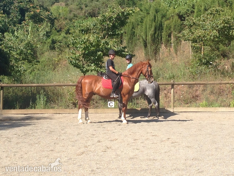 Caballos Capados Pura Raza Española - Vendo o cambio PRE/Hackney