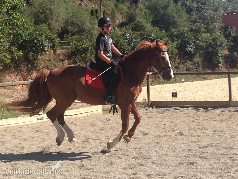Vendo o cambio PRE/Hackney - Caballos Capados Pura Raza Española