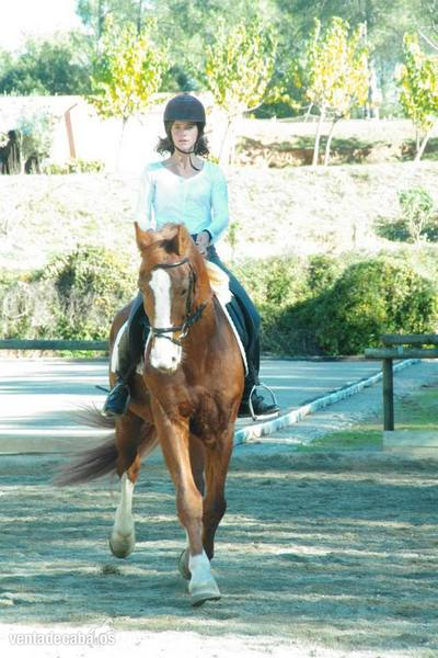 Vendo o cambio PRE/Hackney - Pura Raza Española