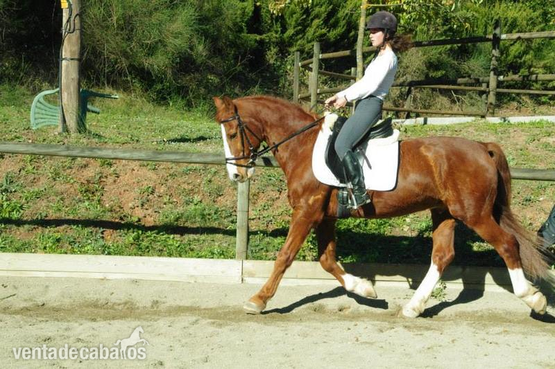 Vendo o cambio PRE/Hackney - Caballos Capados