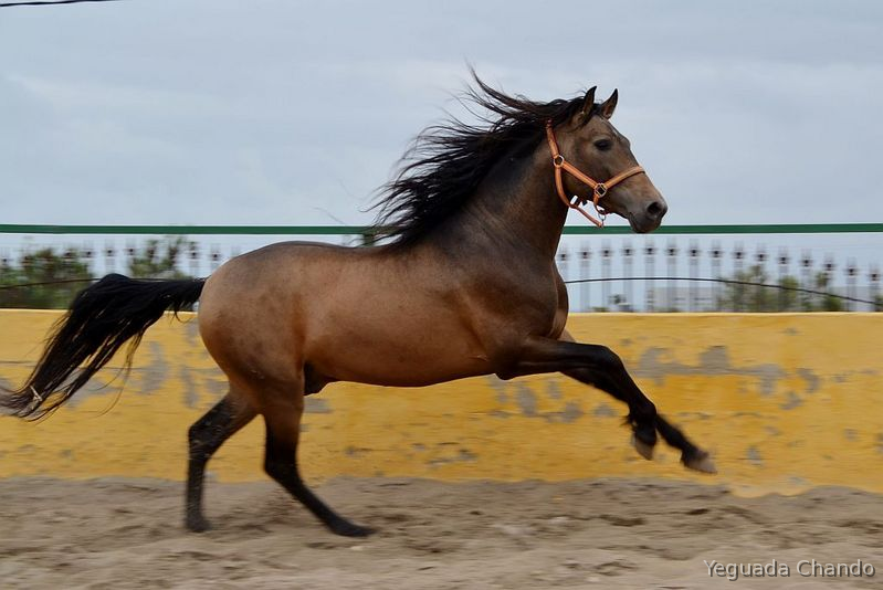 Stallion Purebred Spanish (P.R.E)  Andalusian in 
