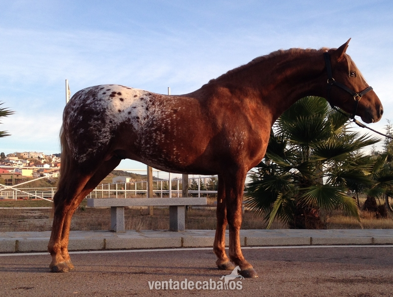 Potro Appaloosa Alazán in 