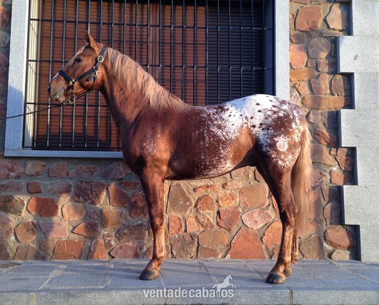 Appaloosa