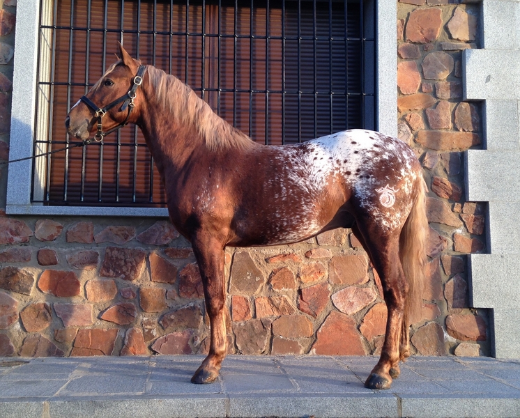 Appaloosa