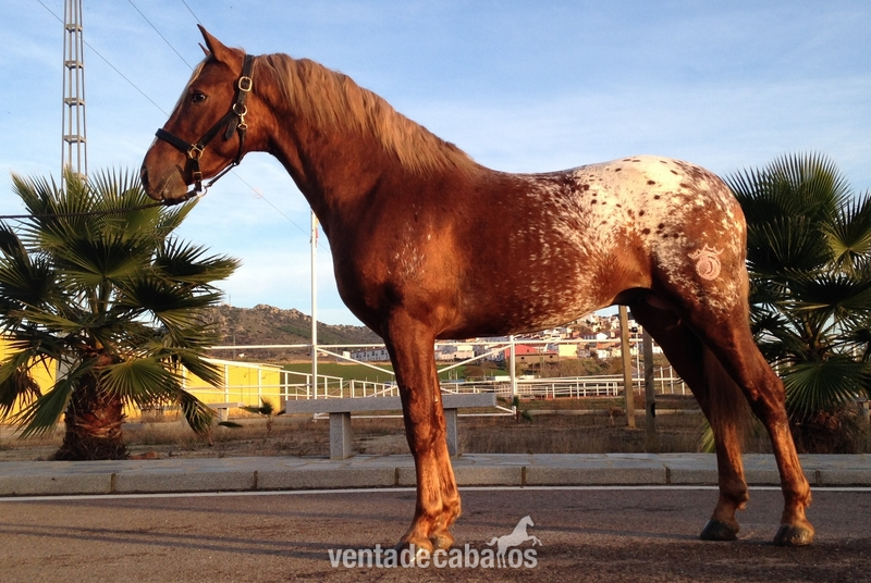Appaloosa {TYPE}