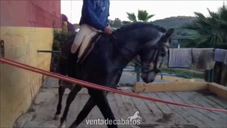 Pura Raza Española