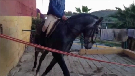 Pura Raza Española
