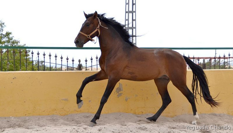 Stallion Purebred Spanish (P.R.E)  Andalusian   in 