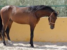 Stallion Purebred Spanish (P.R.E) Andalusian