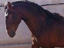 Pintura de caballo castaño