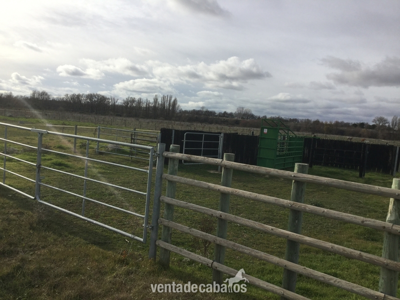 Finca Para Cria Y Descanso de Caballos o Vacuno - Hípicas y establos en venta