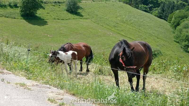 Se vende caballo montura in 