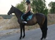 Yegua negra 12 años