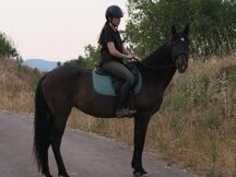 Yegua negra 12 años
