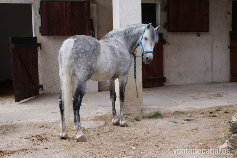 Se vende caballo pura raza española. in 