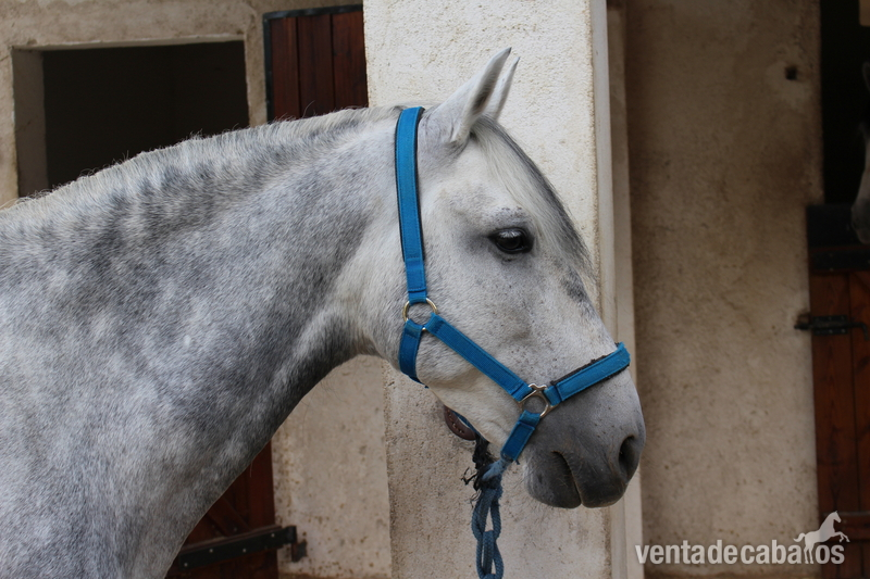 Se vende caballo pura raza española. - Caballos Capados in 