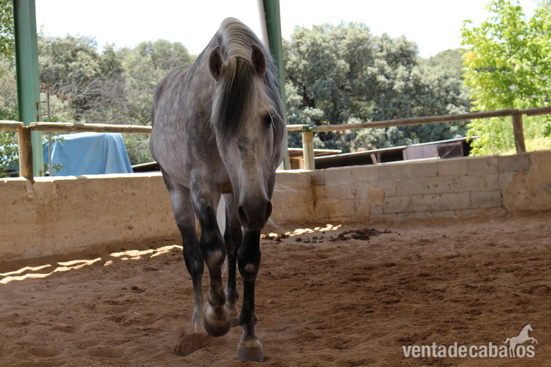 Se vende caballo pura raza española. - Caballos Capados