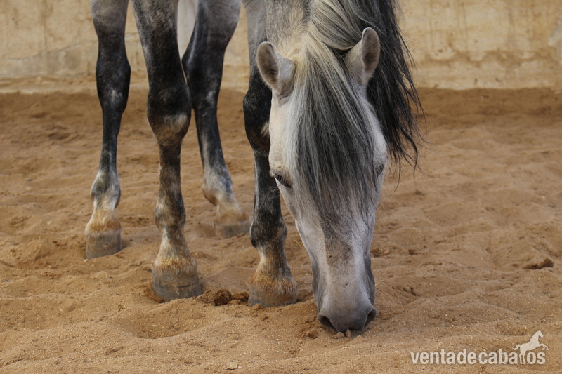 Se vende caballo pura raza española. 