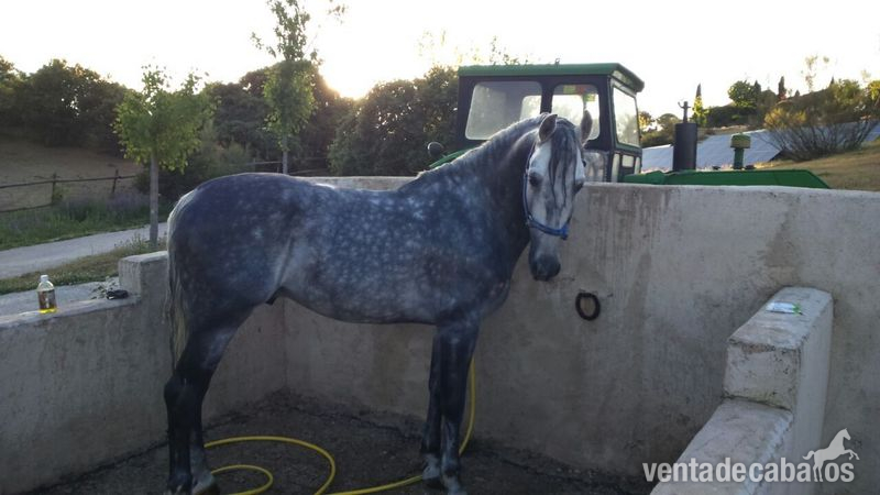 Caballos Capados - Se vende caballo pura raza española. in 