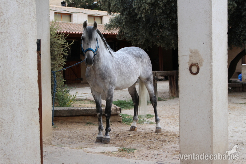 Andaluz