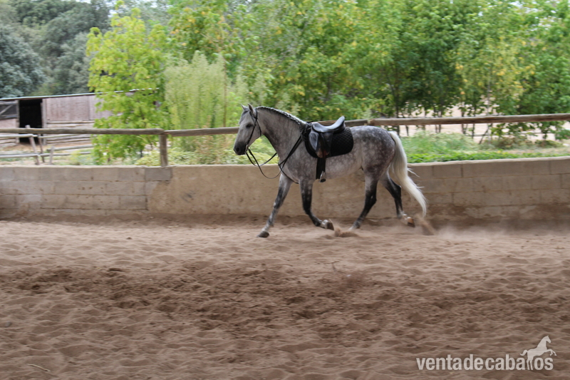 Andaluz {TYPE}