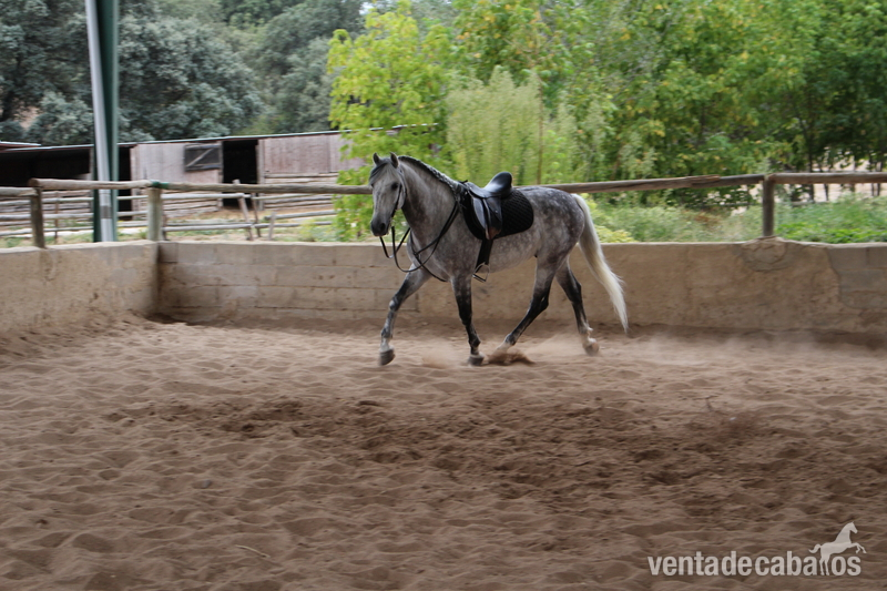 Caballos Capados Andaluz - Se vende caballo pura raza española.