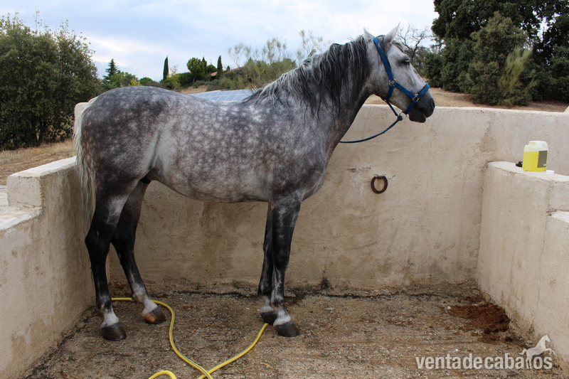 Se vende caballo pura raza española. - Caballos Capados Andaluz