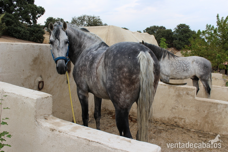 Se vende caballo pura raza española. - Andaluz