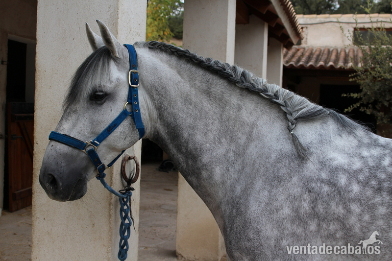 Se vende caballo pura raza española. - Caballos Capados