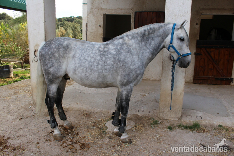 Se vende caballo pura raza española.