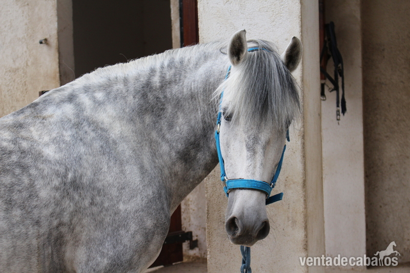  Se vende caballo pura raza española.