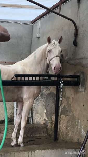 Se vende caballo albino  in 