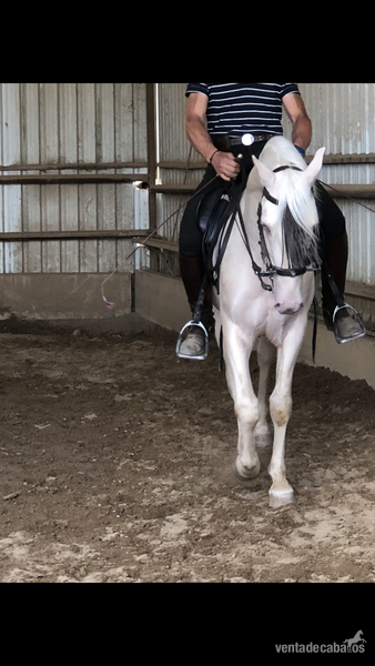 Lusitano 