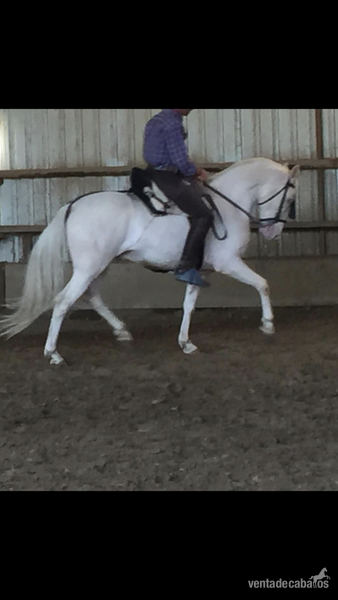 Lusitano  {TYPE}