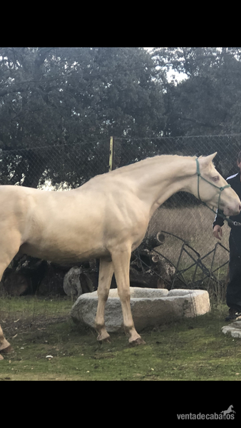 Potros Lusitano  - Se vende caballo albino 