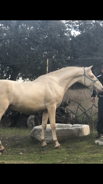 Potros Lusitano  - Se vende caballo albino 