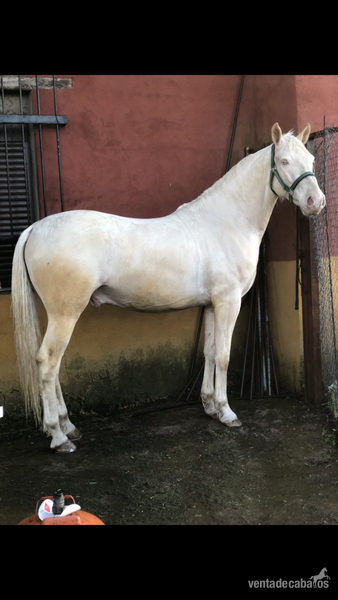 Se vende caballo albino  - Potros Lusitano 