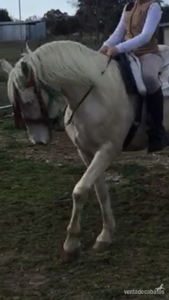 Se vende caballo albino  - Lusitano 